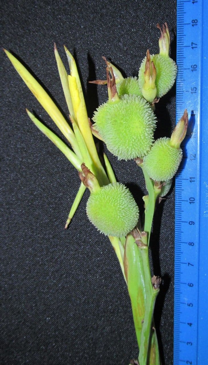 Canna glauca 23