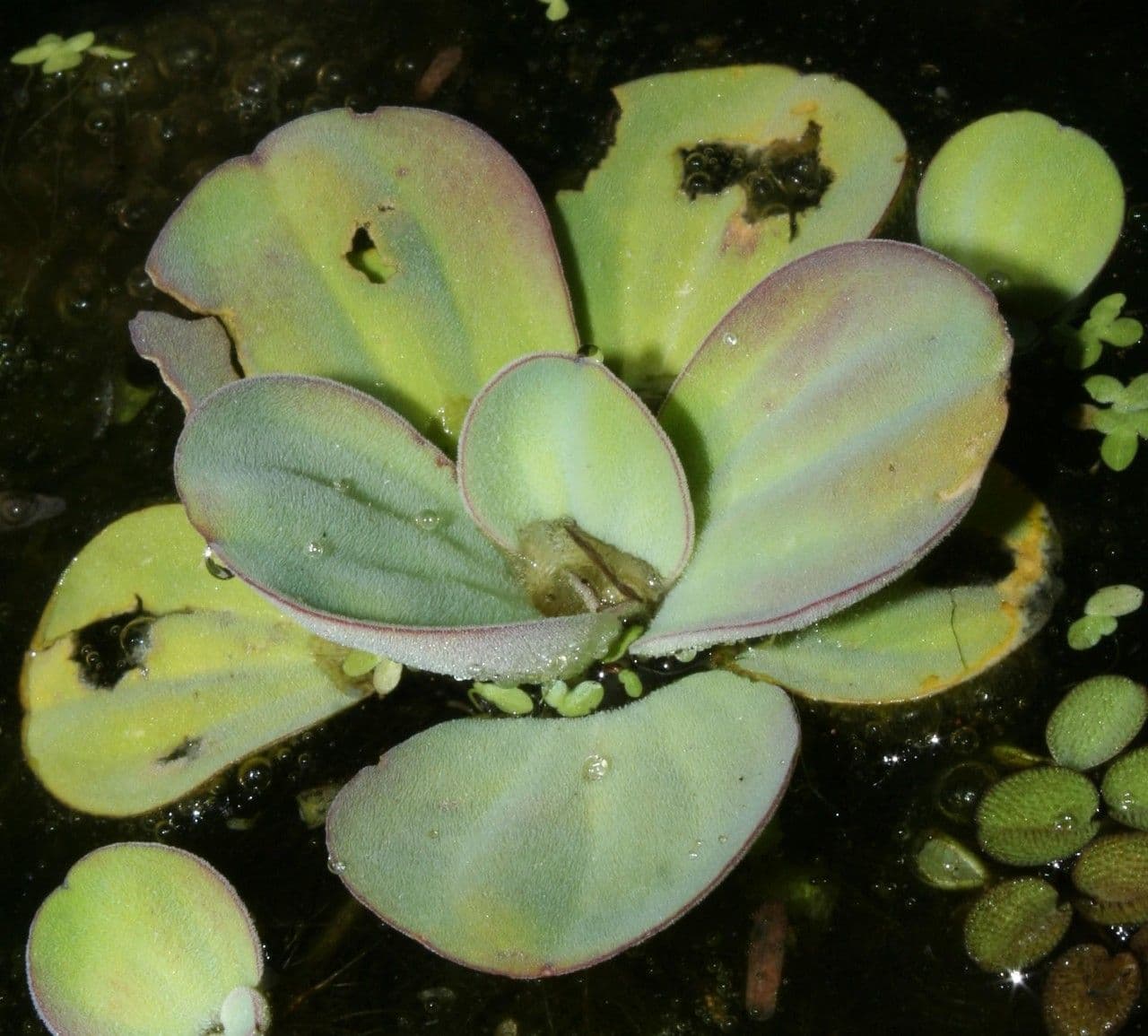 Lattuga d'acqua 4
