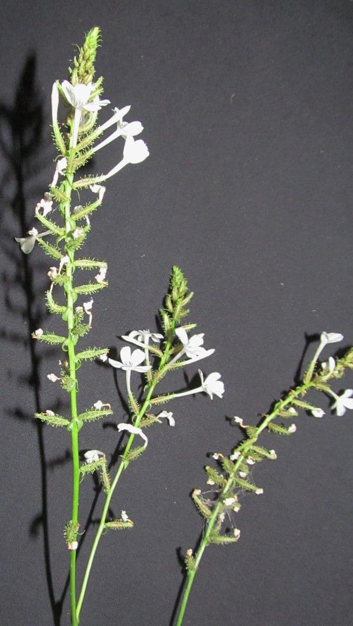 Plumbago zeylanica 25