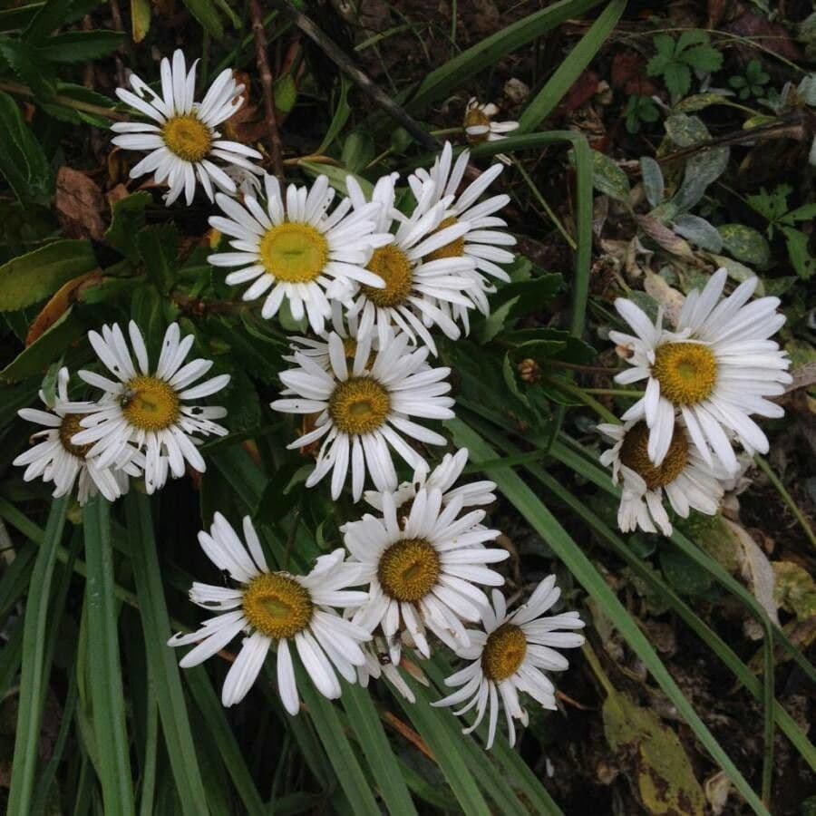 Aster lanceolato 10