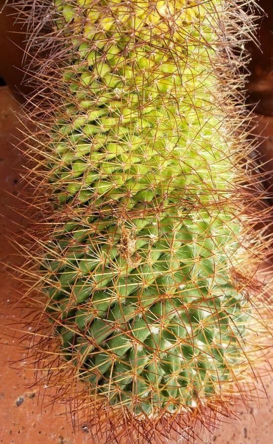 Cactus a cuscinetto di bella forma 2