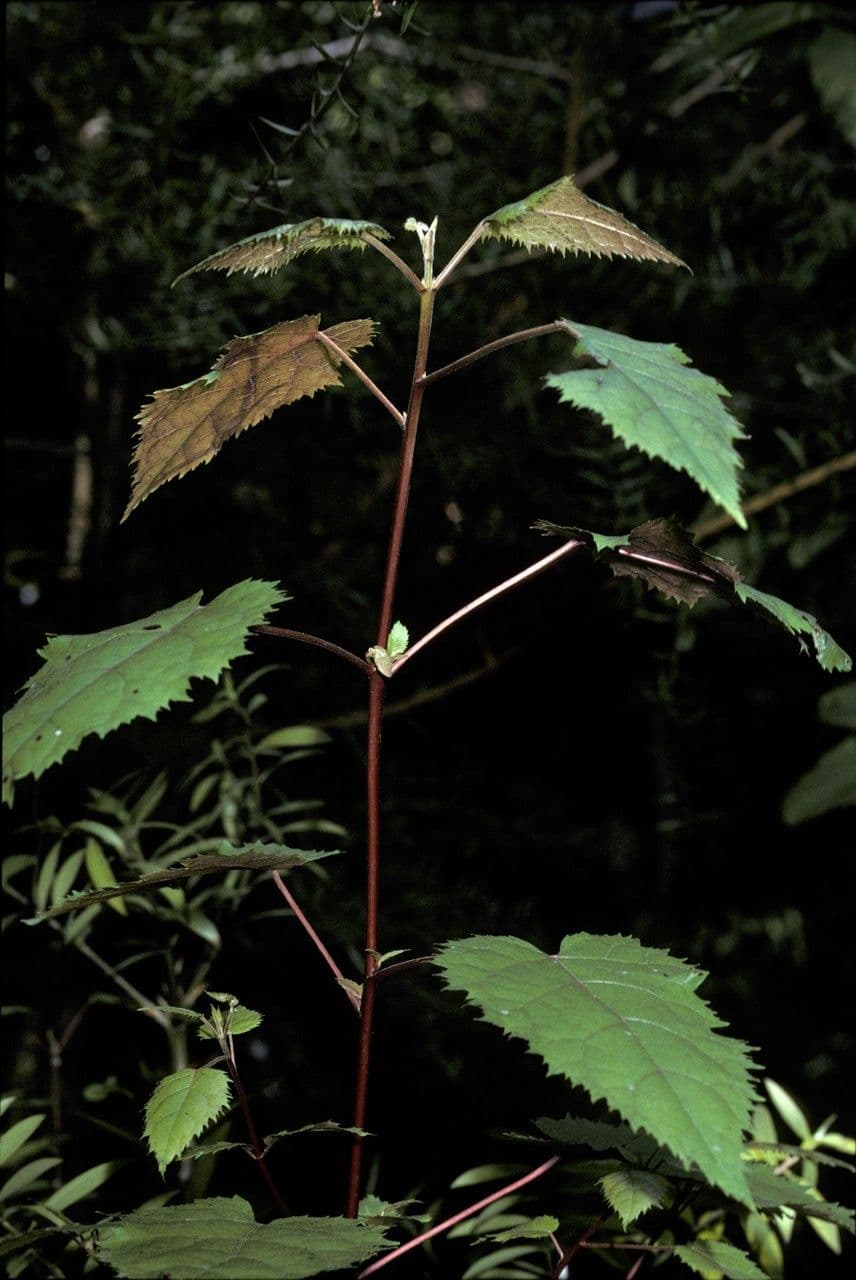 Zahnblättrige Aristotelia 4