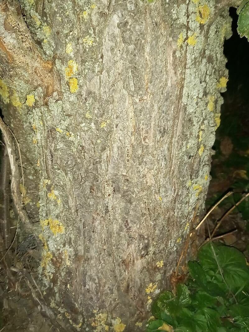 Prugna Damaschina 23