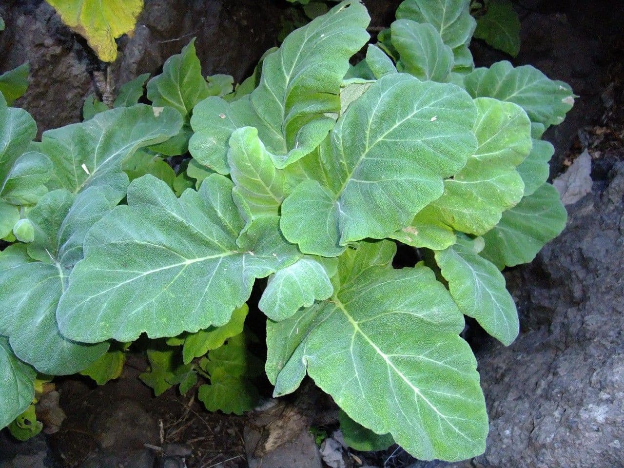 Salvia 10