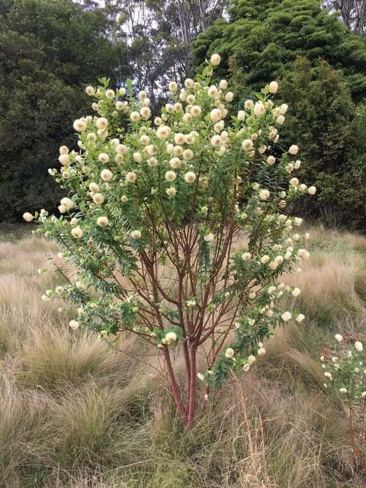 Pimelea 2