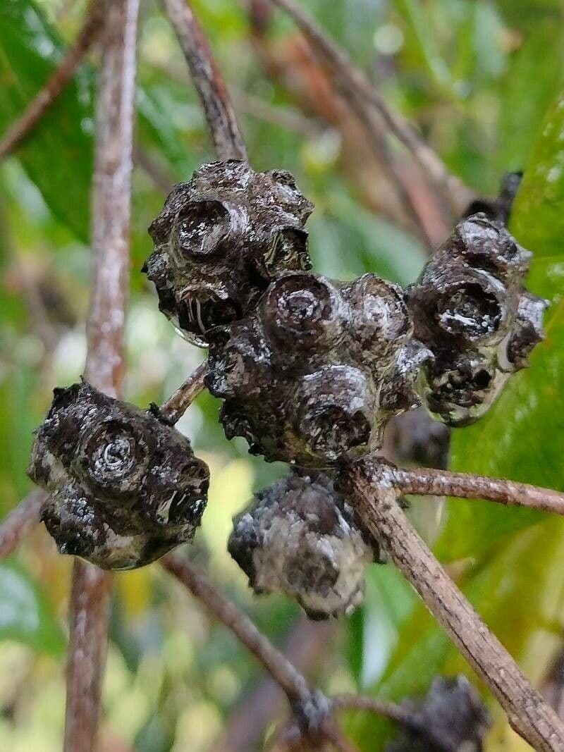 Syncarpia glomulifera 3