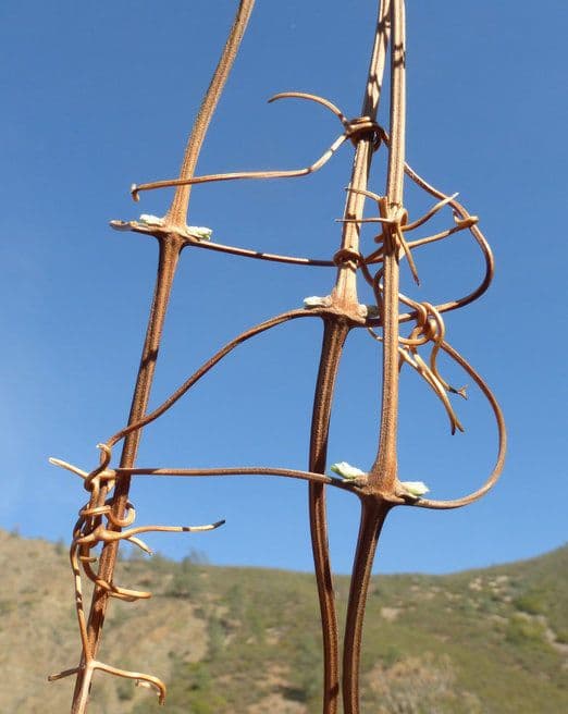 Clematide pipestem 21