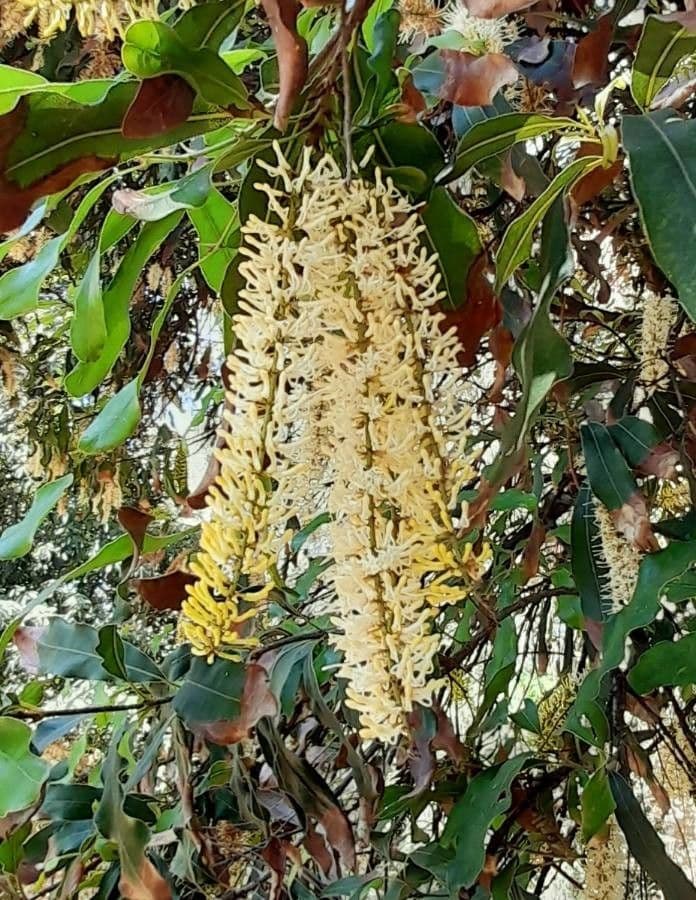 Macadamianuss 7