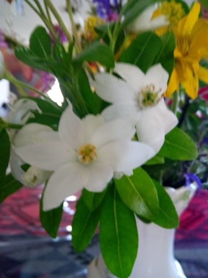 Gardenia tahitańska 20