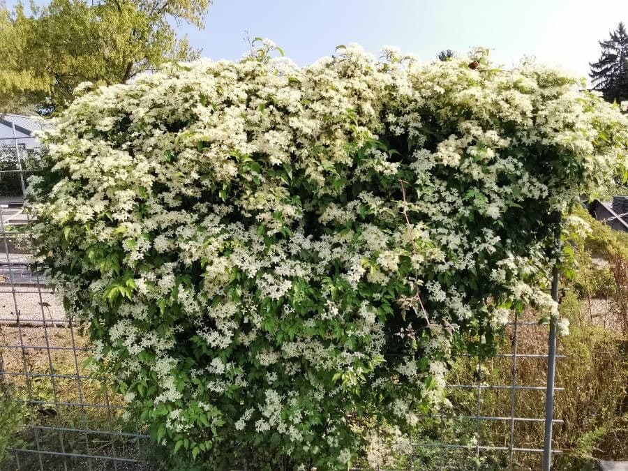 Clématite apiifolia 3
