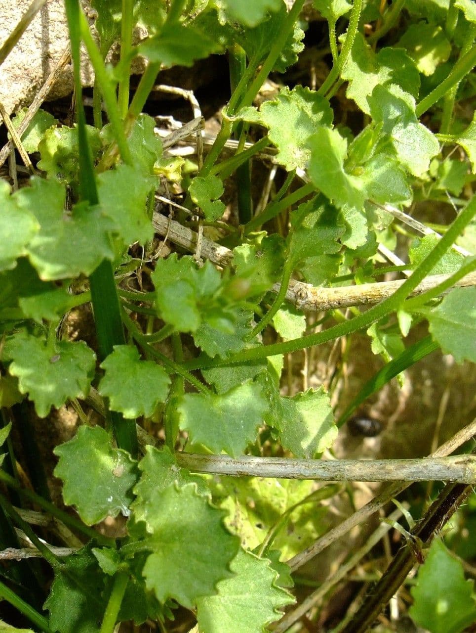 Campanula dei Carpazi 10