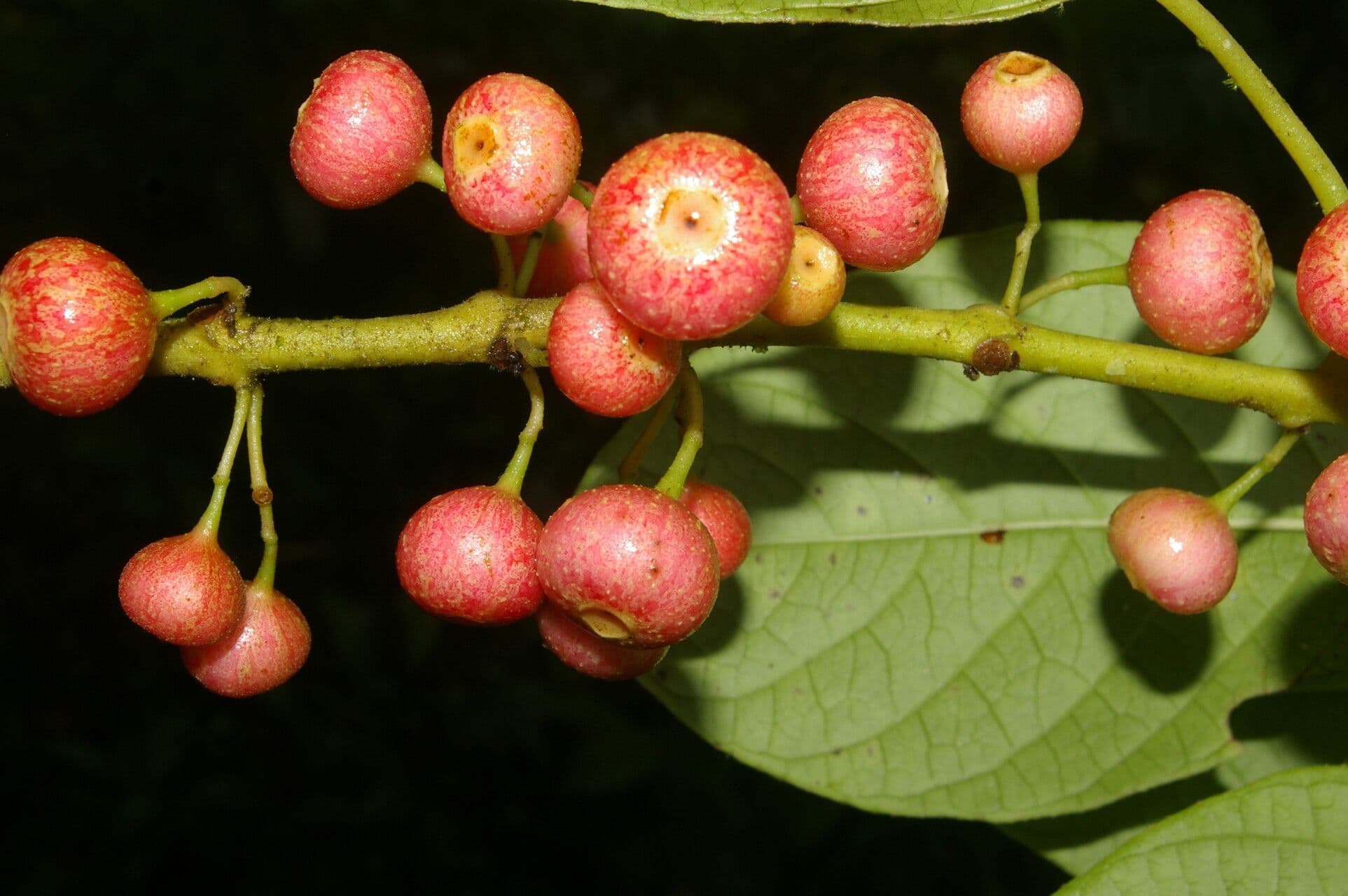 Siparuna thecaphora 4