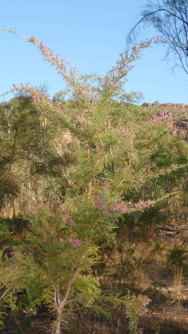 Calytrix