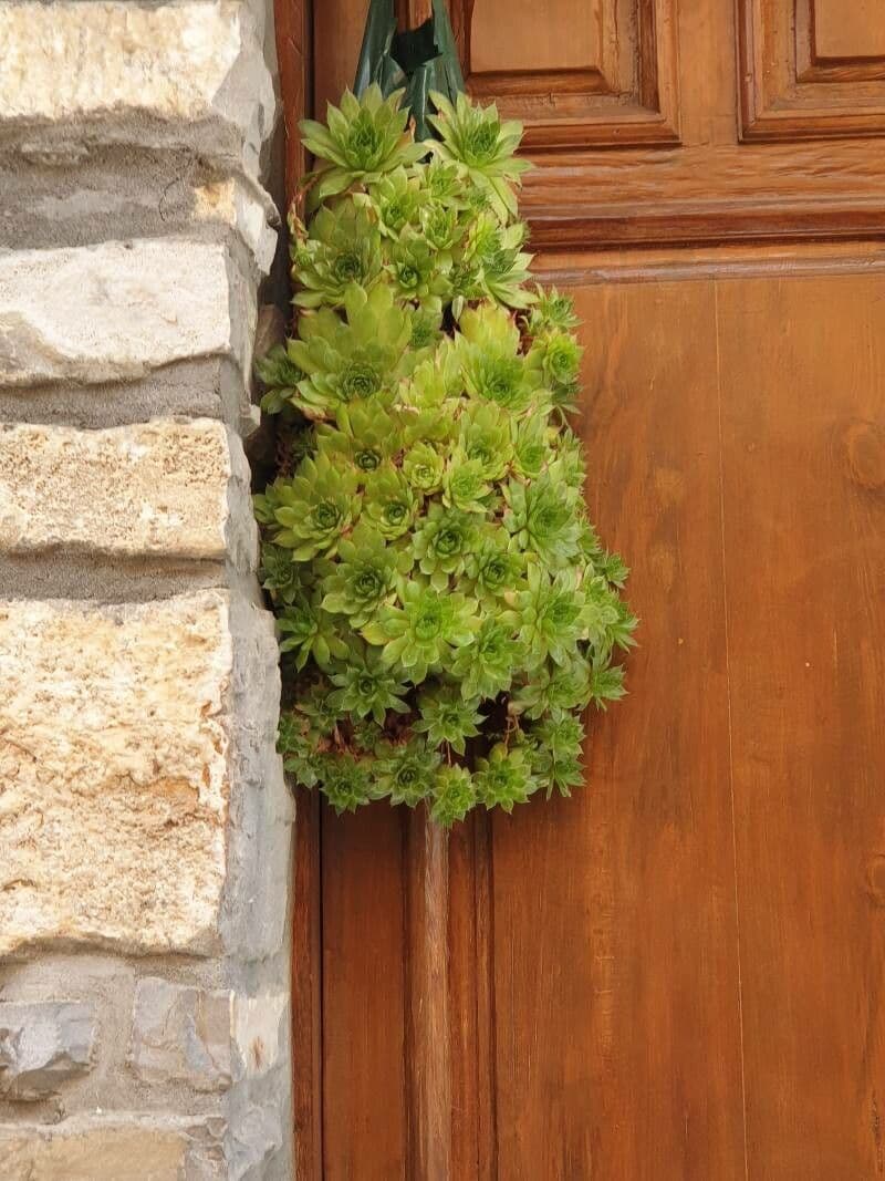 Aeonium simsii 11