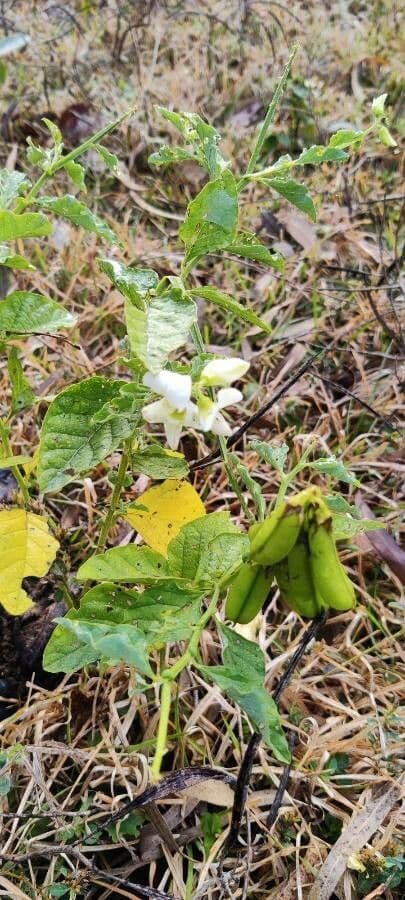 Crotalaria verrucosa 14