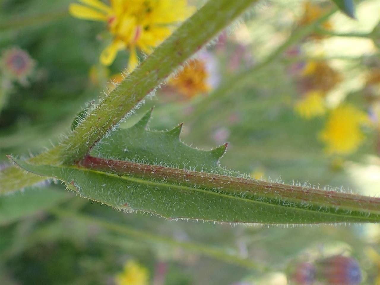 Stinkender Pippau 34