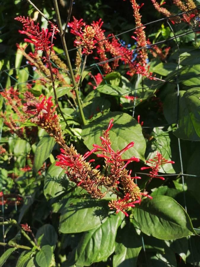 Odontonema 4