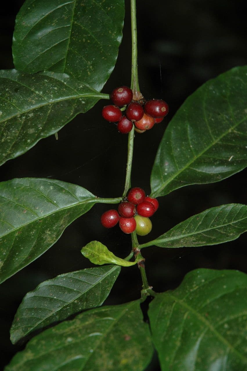 Caféier Robusta 4