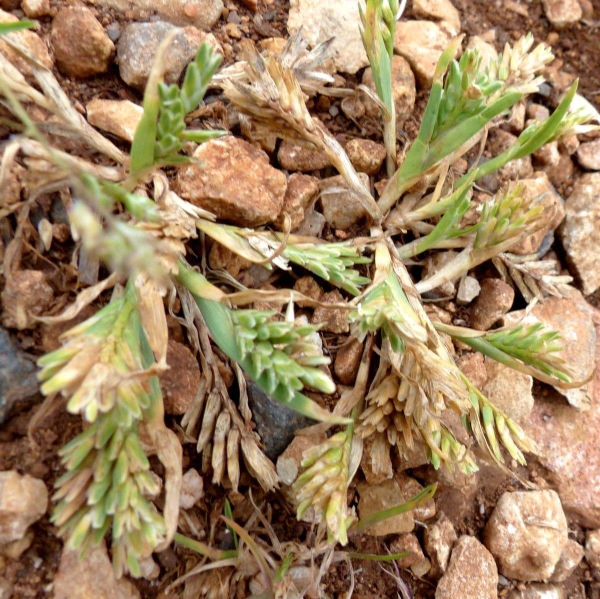 Sclerochloa 14