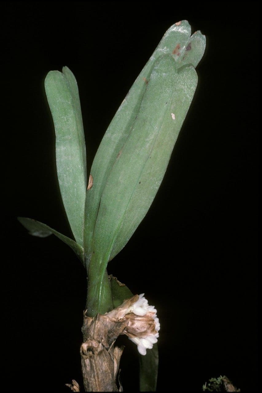 Ancistrorhynchus 2