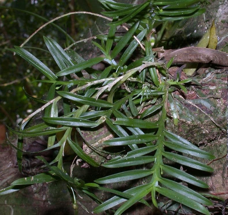 Dichaea 14