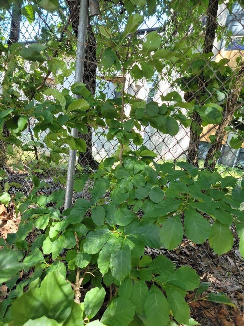 Nyssa sylvatica 12