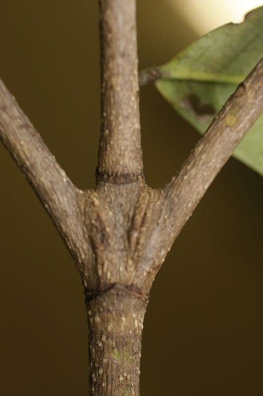 Byrsonima 21