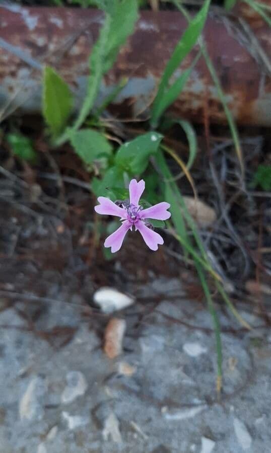 Silene 2