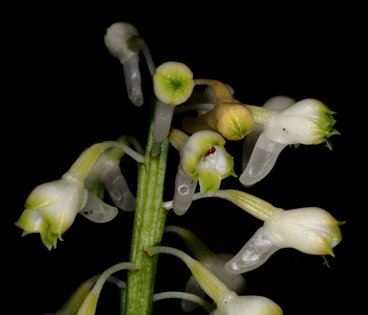 Calanthe 2
