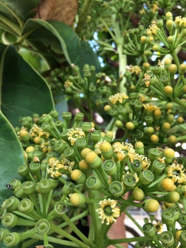 Polyscias 9