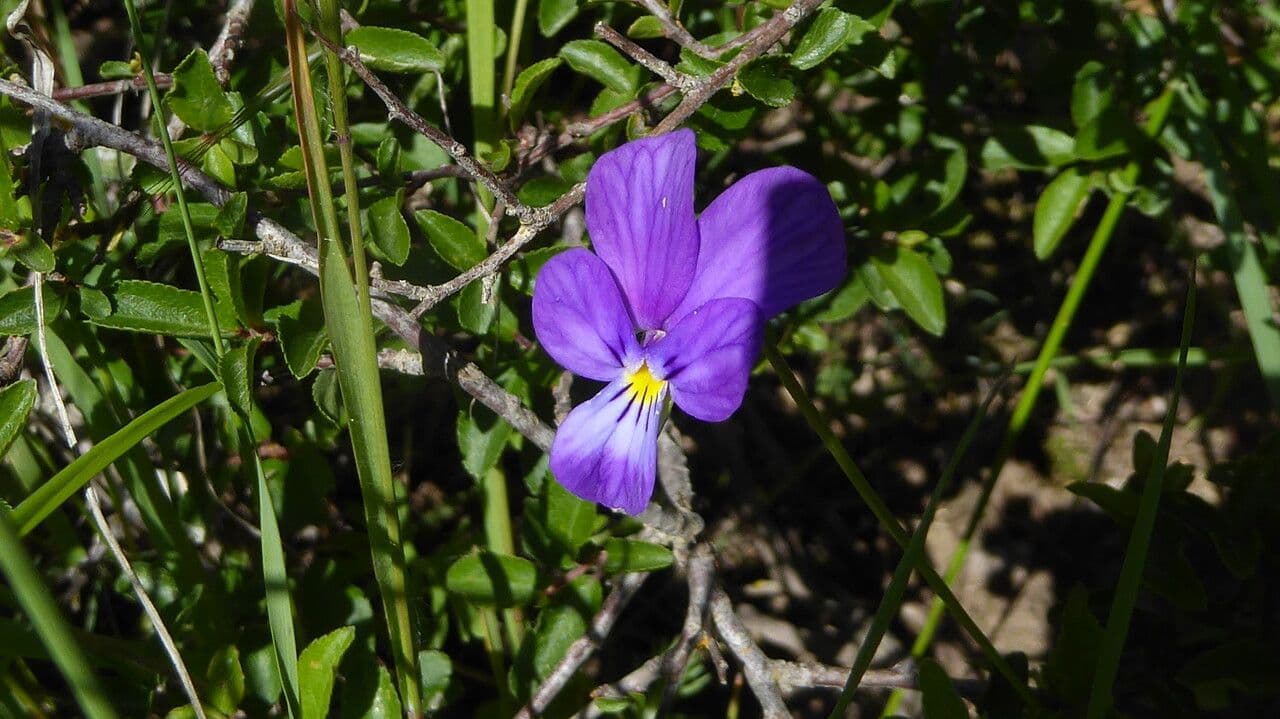 Viola bubanii 3