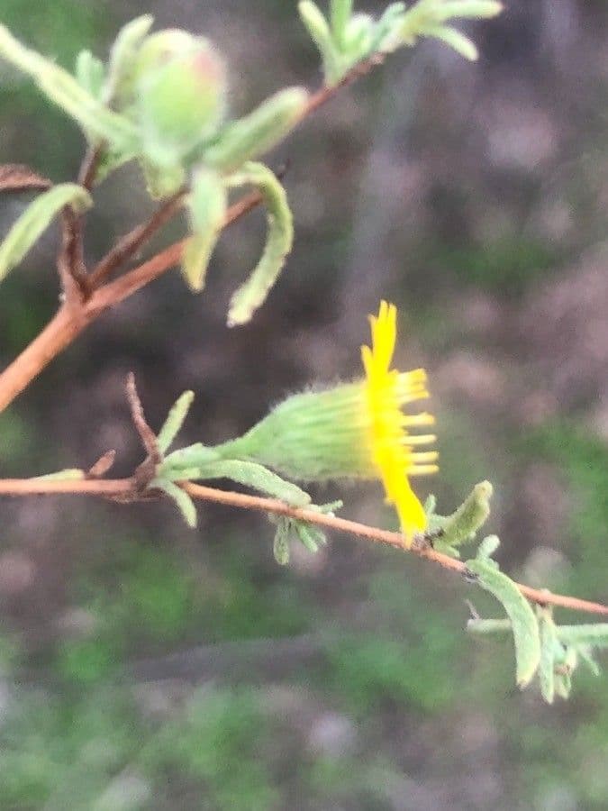 Pulicaria 7