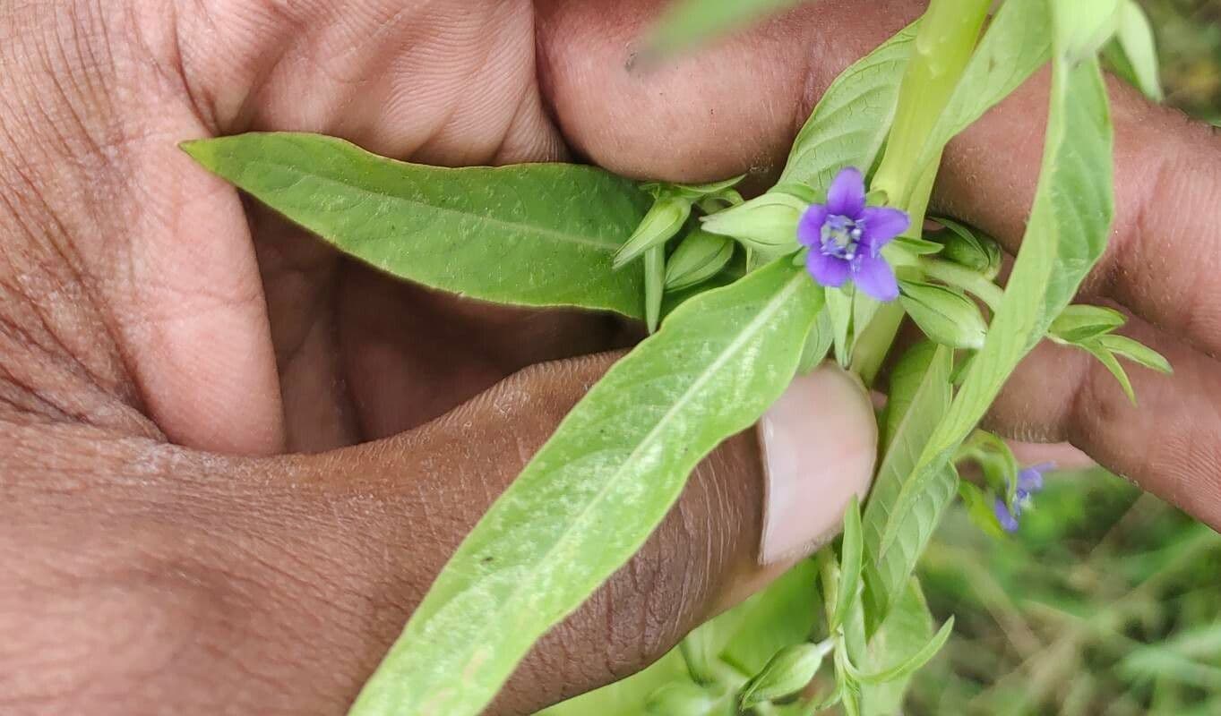 Hydrolea 12