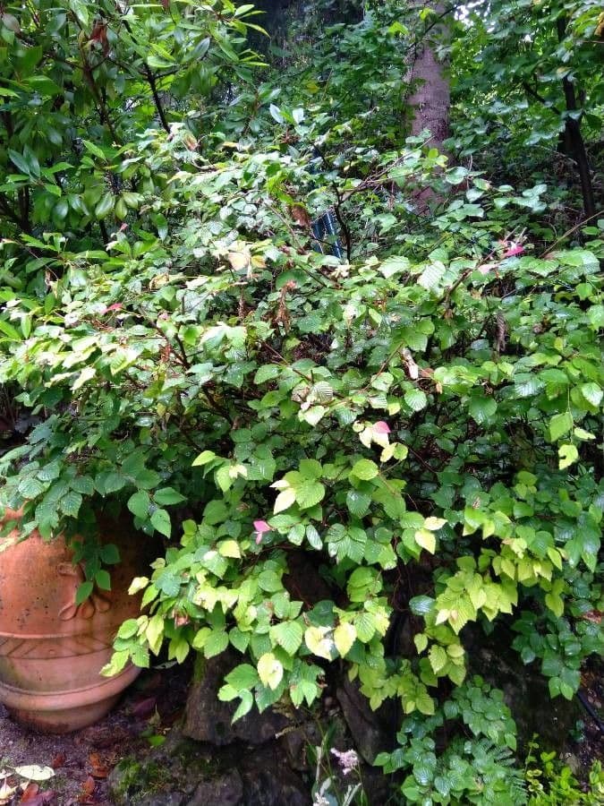 Corylopsis 10
