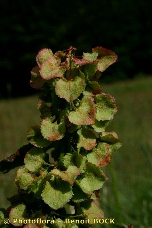 Acetosa aquitana 2