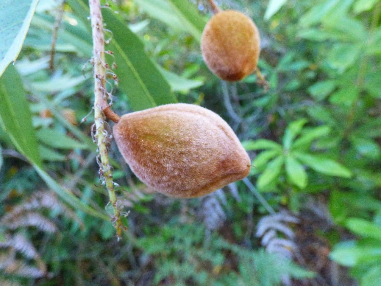 Brabejum 5