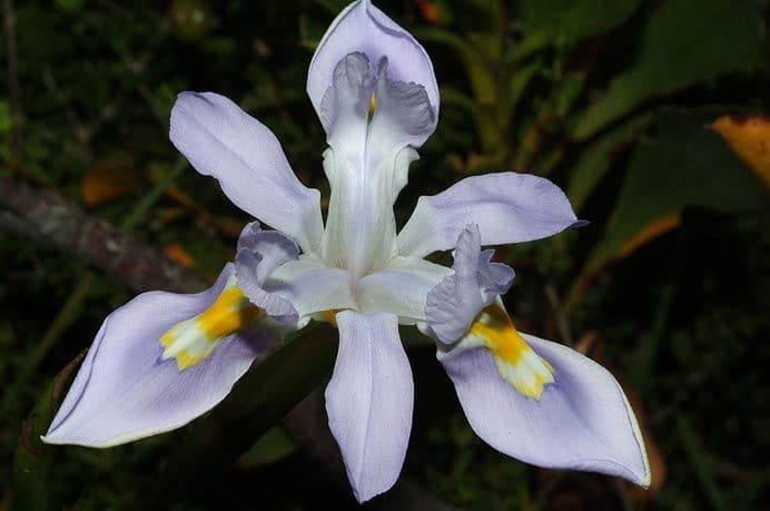 Tulipano blu