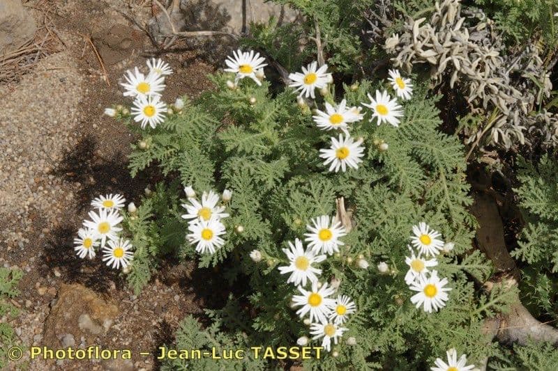 Argyranthemum 9