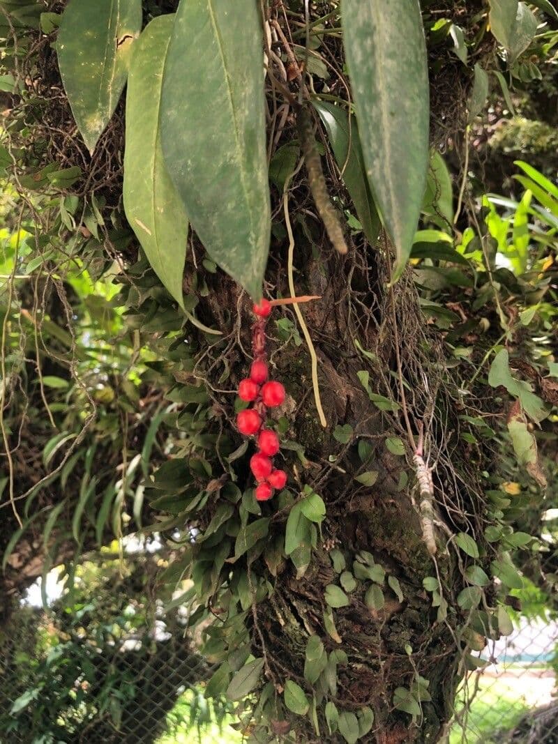 Anthurium gracile 2