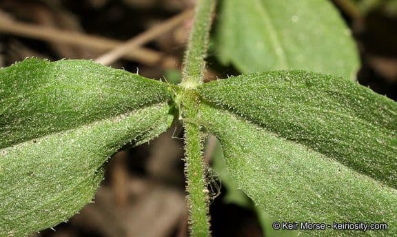 Silene laciniata 19