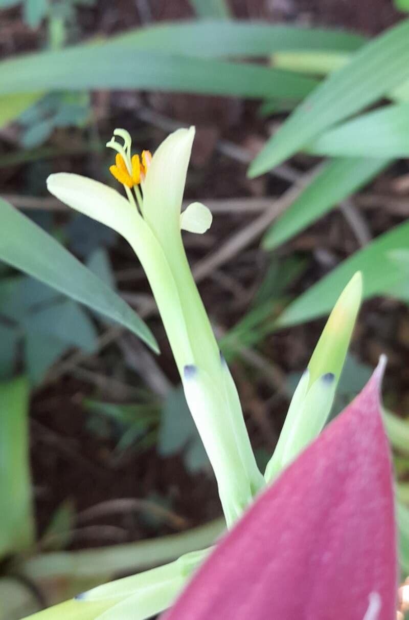 Billbergia 2