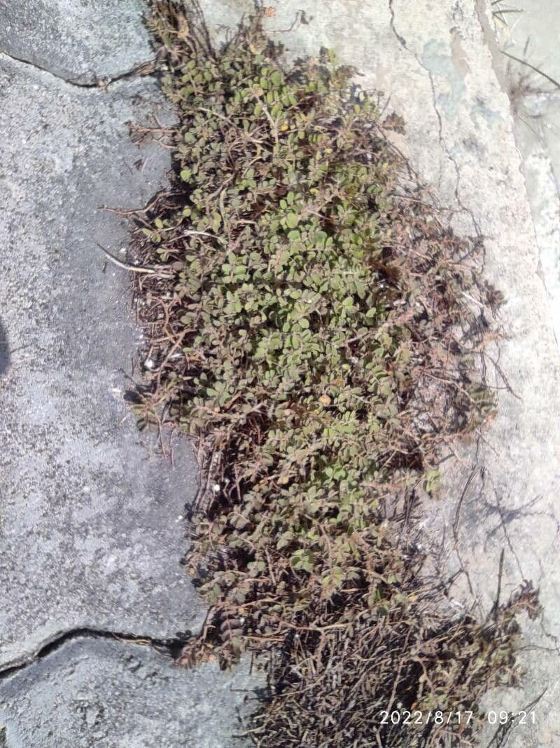 Fanleaf crinklemat 10