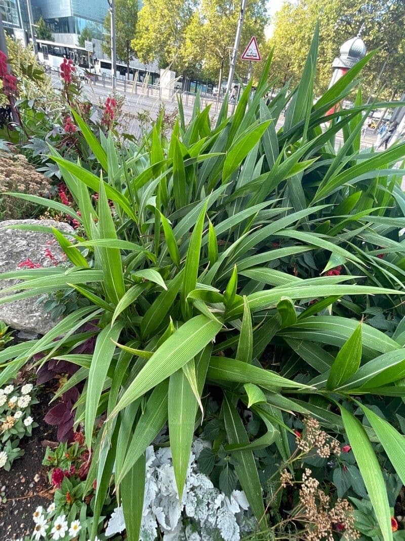 Setaria palmata 7