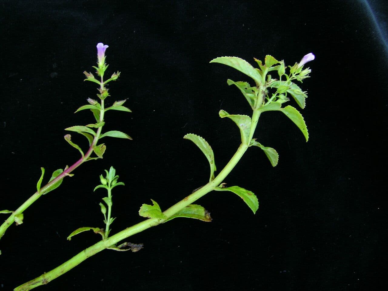 Limnophila 2