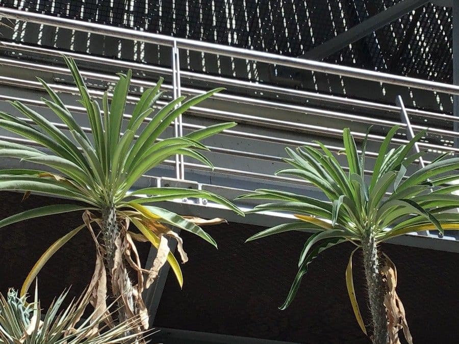 Pachypodium 5