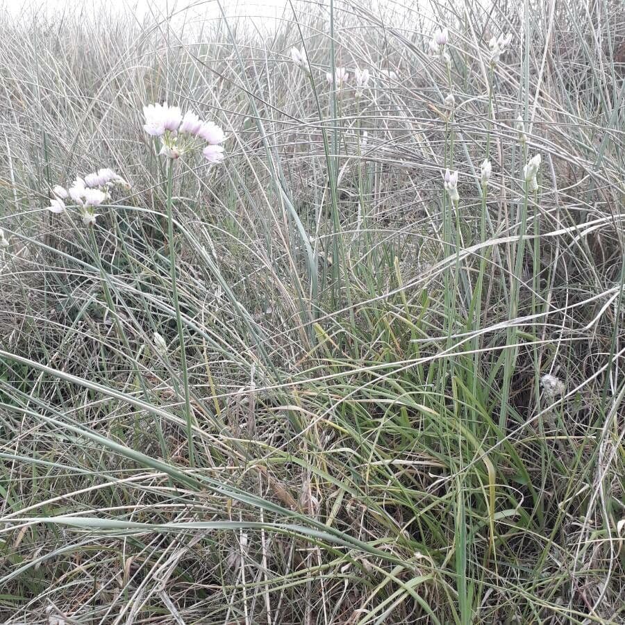 Aglio roseo 11