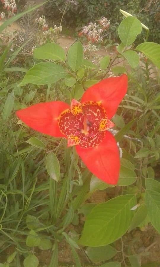 Tigridia 13