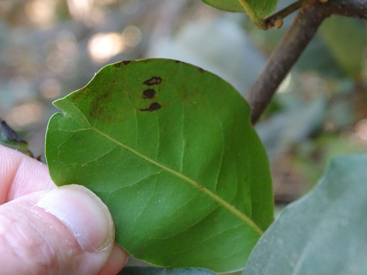 Combretum 3