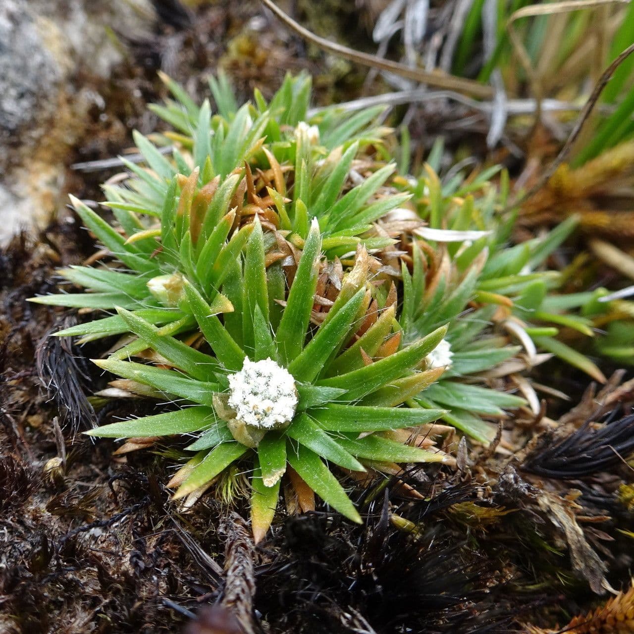 Paepalanthus 8