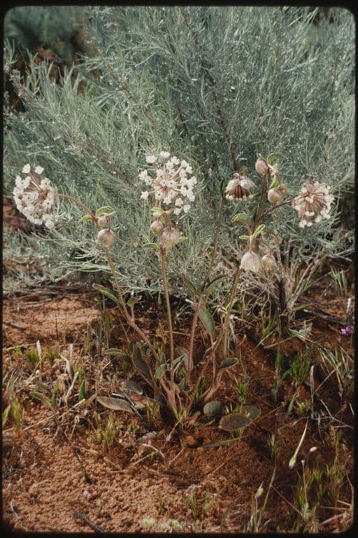 Abronia fragrante 11